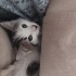Sizi çok sevecek bu yavruya ömürlük yuva    arıyoruz fotoğraf