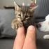 1,5 Aylık Minik Tekir Prenses Yuva Arıyor 🐾💕 fotoğraf