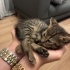 1,5 Aylık Minik Tekir Prenses Yuva Arıyor 🐾💕 fotoğraf