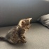 1,5 Aylık Minik Tekir Prenses Yuva Arıyor 🐾💕 fotoğraf