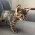 1,5 Aylık Minik Tekir Prenses Yuva Arıyor 🐾💕 fotoğraf