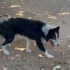 Border Collie yuva arıyoruz fotoğraf