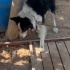 Border Collie yuva arıyoruz fotoğraf