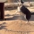 Border Collie yuva arıyoruz fotoğraf