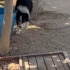 Border Collie yuva arıyoruz fotoğraf