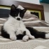 Dişi Yavru Kedi fotoğraf