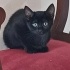 Kedi sahiplenmeyi erteleme fotoğraf