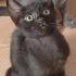 Kedi sahiplenmeyi erteleme fotoğraf