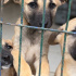 Çoban mix Yoda yuva arıyor fotoğraf