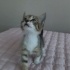 Miniş kıza yuva fotoğraf