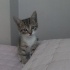 Miniş kıza yuva fotoğraf