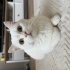Ücretsiz beyaz british shorthair