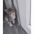 Bambi çok acil yuvasını arıyor fotoğraf
