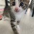YONCA YUVASINI ARIYOR fotoğraf