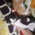Meraklı ama kibar dorby
