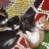 Meraklı ama kibar dorby fotoğraf