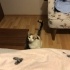 CALİCO ŞANS VE ŞİFA KEDİSİYİM AMA BENİ TANISAN VAZGEÇEMEZSİN fotoğraf