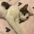 CALİCO ŞANS VE ŞİFA KEDİSİYİM AMA BENİ TANISAN VAZGEÇEMEZSİN fotoğraf