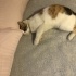 CALİCO ŞANS VE ŞİFA KEDİSİYİM AMA BENİ TANISAN VAZGEÇEMEZSİN fotoğraf