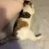 CALİCO ŞANS VE ŞİFA KEDİSİYİM AMA BENİ TANISAN VAZGEÇEMEZSİN fotoğraf