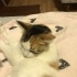 CALİCO ŞANS VE ŞİFA KEDİSİYİM AMA BENİ TANISAN VAZGEÇEMEZSİN fotoğraf