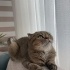 6 yaşında kısırlaştırılmış scottish fold fotoğraf