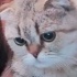 6 yaşında kısırlaştırılmış scottish fold fotoğraf
