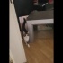 Meraklı peşinizden ayrılmayan tüy yumağı - Aşı kısırlaştırma yapılıp verilecek fotoğraf
