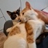 ÇAPKIN❤️ZİLLİ  bir kucak mutluluk istermisiniz fotoğraf