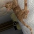 Çok oyuncu ve masum yavruma ömürlük yuva arıyorum fotoğraf