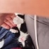 Nokta kadar bebek tanesi yuvasını arıyor fotoğraf