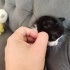 Nokta kadar bebek tanesi yuvasını arıyor fotoğraf