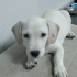 Ücretsiz sahiplenme küçük irk acil yuva fotoğraf
