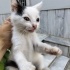 6 HAFTALIK MİNİKLER YUVA ARIYOR ( ACİL LÜTFEN ) fotoğraf