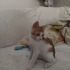 Oyuncu neşeli güzel bir kedi fotoğraf