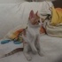 Oyuncu neşeli güzel bir kedi fotoğraf