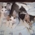 Zor durumdaki yavrulara yuva veya güvenli bir bahçe fotoğraf