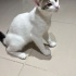 köpük yuva arıyorrr fotoğraf