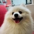 Sevimli köpeğimi ücretsiz sahiplendirmek istiyorum fotoğraf