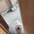 Sevimli köpeğimi ücretsiz sahiplendirmek istiyorum fotoğraf