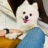 Sevimli köpeğimi ücretsiz sahiplendirmek istiyorum fotoğraf