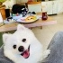 Sevimli köpeğimi ücretsiz sahiplendirmek istiyorum fotoğraf