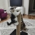 Kısa bacaklı Pofuduk oğlan yuvasını arıyor fotoğraf