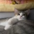 Kızım Sümbül’e ömürlük yuva arıyorum :) fotoğraf