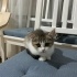 Kızım Sümbül’e ömürlük yuva arıyorum :) fotoğraf