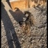 ACİLL ‼️DOUCHSUND ARAZİDE DAYAK YİYOR‼️ fotoğraf