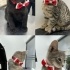 Çok acil olarak🚨 3 erkek 1 dişi, 3 aylık 4 yavru kardeşe yuva arıyoruz🐾🐾🙏🏻 fotoğraf