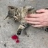 Çok acil olarak🚨 3 erkek 1 dişi, 3 aylık 4 yavru kardeşe yuva arıyoruz🐾🐾🙏🏻 fotoğraf
