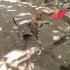 Çok acil olarak🚨 3 erkek 1 dişi, 3 aylık 4 yavru kardeşe yuva arıyoruz🐾🐾🙏🏻 fotoğraf