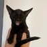Çok acil olarak🚨 3 erkek 1 dişi, 3 aylık 4 yavru kardeşe yuva arıyoruz🐾🐾🙏🏻 fotoğraf